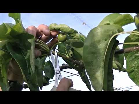 園芸 梨の木(ナシ)