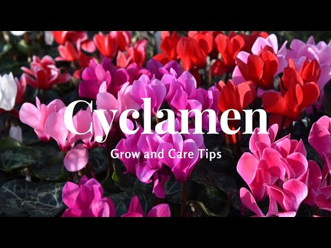 Cyclamen: Grow and Care Tips