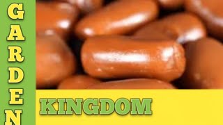 Lacto King Recipe in Tamil | Caramel Candy Recipe in Tamil | Maha Lacto | Garden Kingdom