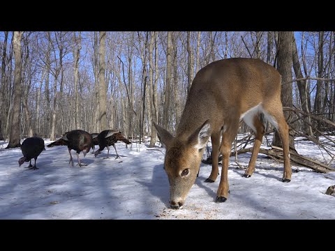 Wild Deer and Turkeys in the Forest - 10 hours - March 8, 2021