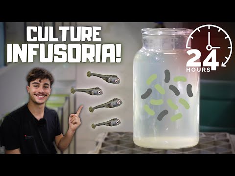 How to Culture Infusoria! (Easiest and Fastest Methods)