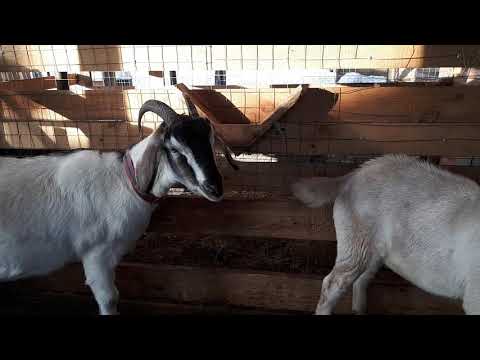 Рога ещё на месте. Гуляем  с козами зимой.