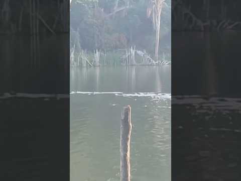 15 capivara atravessando a lagoa dos casal município de Paraibano.MA