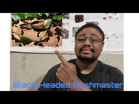 The Black Headed Bushmaster