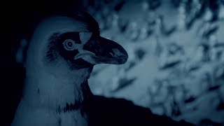 פינגוויני הומבולדט נלחמים בעטלפים ערפדים | BBC Earth