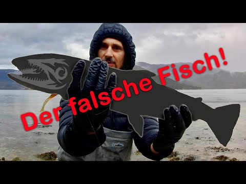 Der falsche Fisch und der Sbirolino!