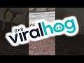 Stallion Has A Blast Playing With Ball ViralHog