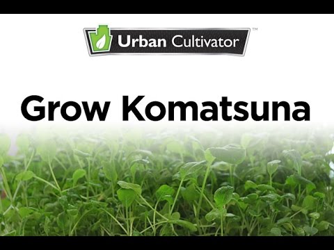 , title : 'How to Grow Komatsuna Indoors | Urban Cultivator'