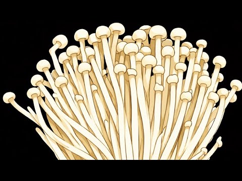 Enoki Mushrooms | Phil's Ingredient Show