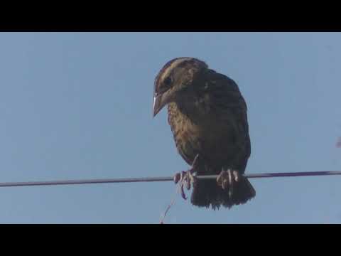 Mirando aves por caminos rurales Cavour Santa Fe Argentina Parte 16 2021