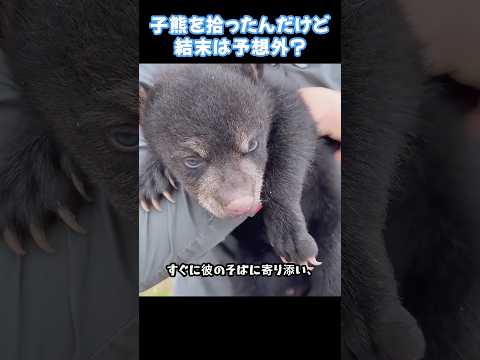迷子になった子グマが森林管理官に保護され、手厚く世話されて育った結果、思いがけないサプライズが？ #万物に魂あり#人と動物の調和#癒やし