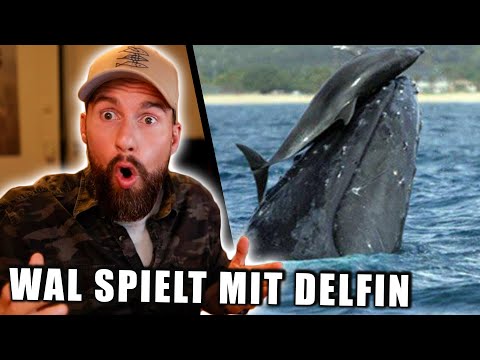 SELTENE AUFNAHME: Buckelwal & Delfin SPIELEN miteinander! | Robert Marc Lehmann