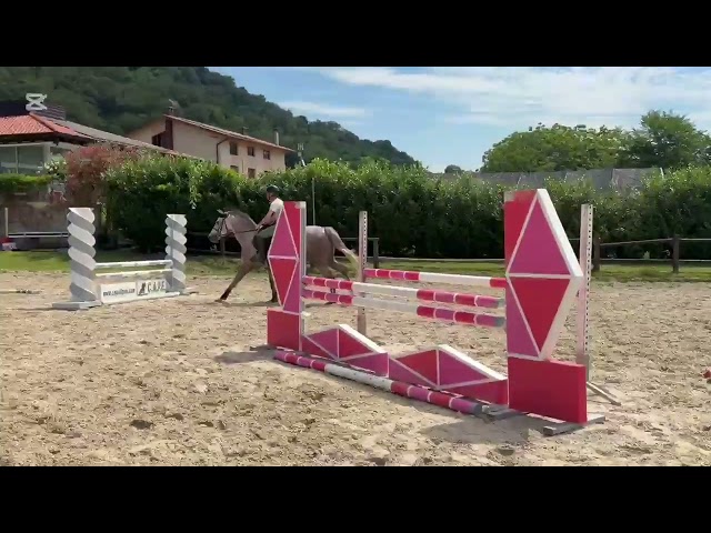 Gelding Zangersheide For sale 2022 Grey