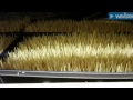 DIY Hydroponic Microgreen Fodder System