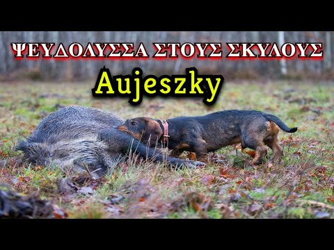 , title : 'Ψευδολύσσα στους σκύλους από αγριογούρουνα - Aujeszky on boar dogs'