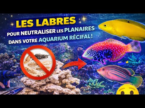 download lagu mp3 mp4 Vers Tubicole Recifal, download lagu Vers Tubicole Recifal gratis, unduh video klip Vers Tubicole Recifal