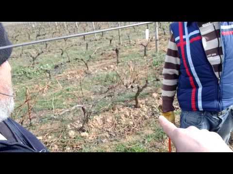 La poda en Bodegas Muga