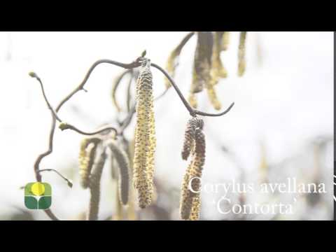 Corylus avellana 'Contorta'