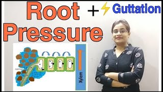 DG Pathshala|| Root Pressure|| Guttation|| Absorption by Roots|| Topic for Class-10 ICSE Biology||