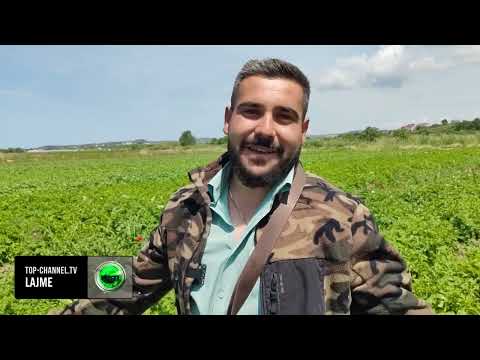 Top Channel/ Bujqësia me sakrifica/ I riu nga Divjaka: Emigrimi, gjëja e fundit që mendoj!