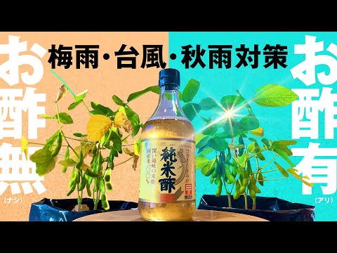 穴あき酢の木 植物