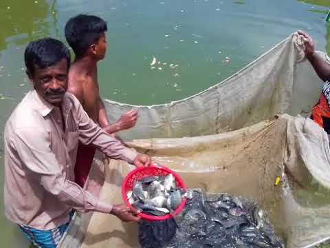 পুকুরে তেলাপিয়া মাছের মজুদকালীন ব্যবস্থাপনা [Stocking management in Tilapia culture]