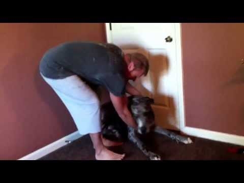 Un enorme perro se resiste a que le bañen