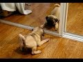 Cute And Funny Dog And Cat Vs Mirror Videos 2017