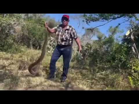 LOS CULEBREROS encantador de serpientes