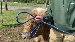 DIY: Haltering Livestock & Securing with a Quick-Release Knot