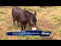 Donkey Saves Family From Stray Dogs