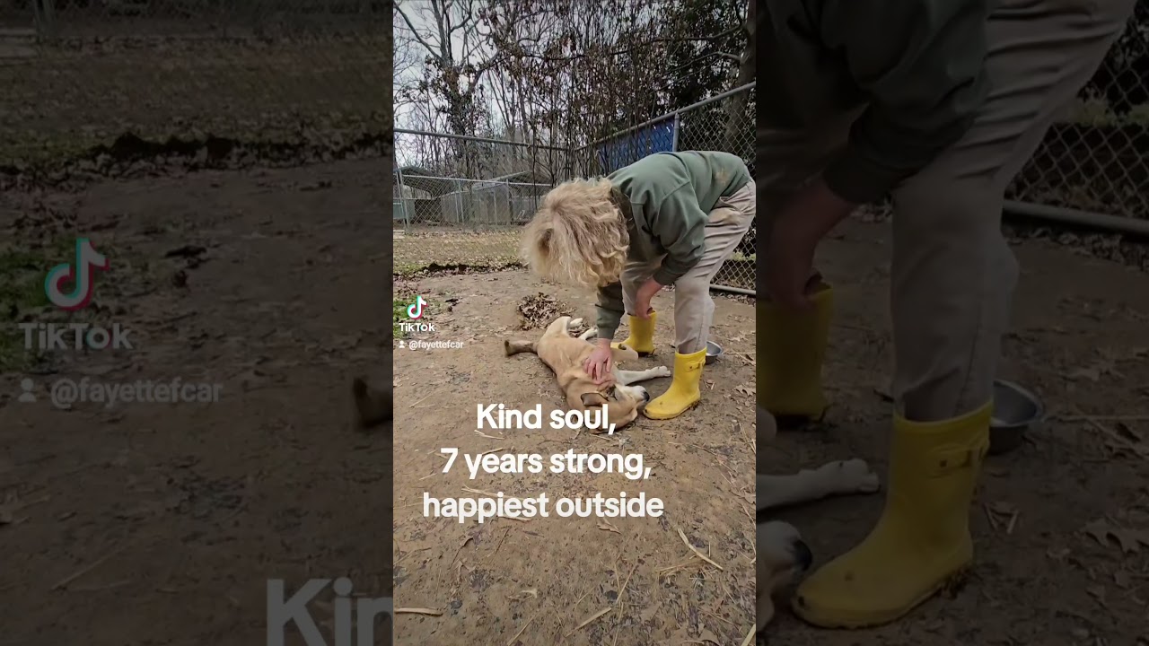 Enlarge Kyon, a Adoptable mixed breed in Rossville, TN video 6/6