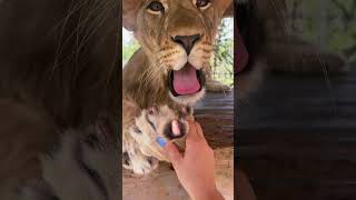 Big Cat CLAWS