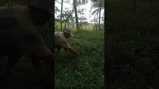 Download lagu Ngarit petang membawa berkah rumputnya panjang bos mp3 Download lagu Ngarit petang membawa berkah rumputnya panjang bos mp3