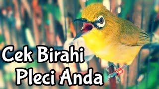 Download lagu SEMUA Pleci LANGSUNG Nyaut & BAKAL EMOSI BIRAHI Jika Mendengar Pancingan Pleci ini (18/06/20) mp3 Download lagu SEMUA Pleci LANGSUNG Nyaut & BAKAL EMOSI BIRAHI Jika Mendengar Pancingan Pleci ini (18/06/20) mp3