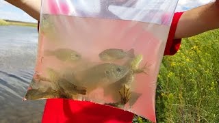 4K cc. Bull Frog Cat Fish Rescue & Blue Gill. Herping, Fishing & Nature  USA AZ CA NV TX UT CO HD.