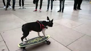 animale cainele pe skateboard