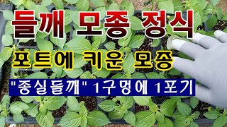 [텃밭농부 1,592]  종실들깨 모종 정식. #들깨재배