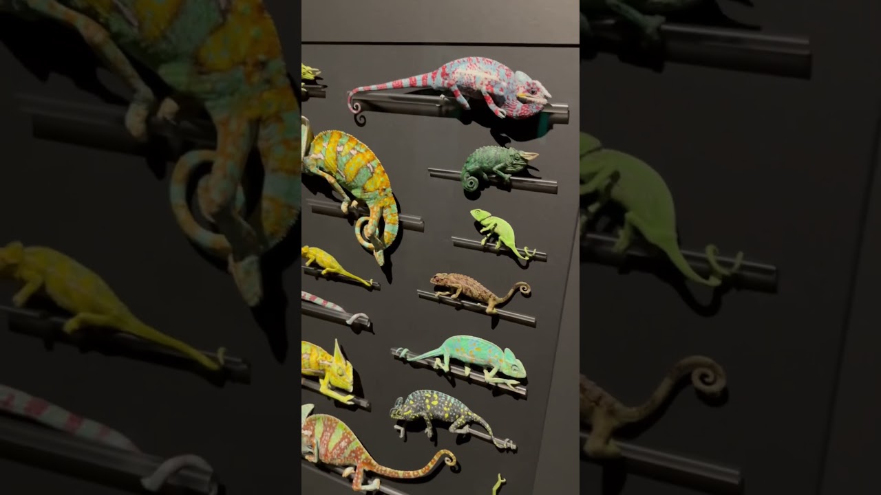 This entire art exhibit is made of REAL creatures! #natureexploration #artexhibit  #sciencemuseum