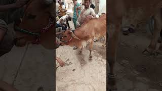 Download lagu rip my cow missing a days #youtubeshorts #shorts mp3 Download lagu rip my cow missing a days #youtubeshorts #shorts mp3