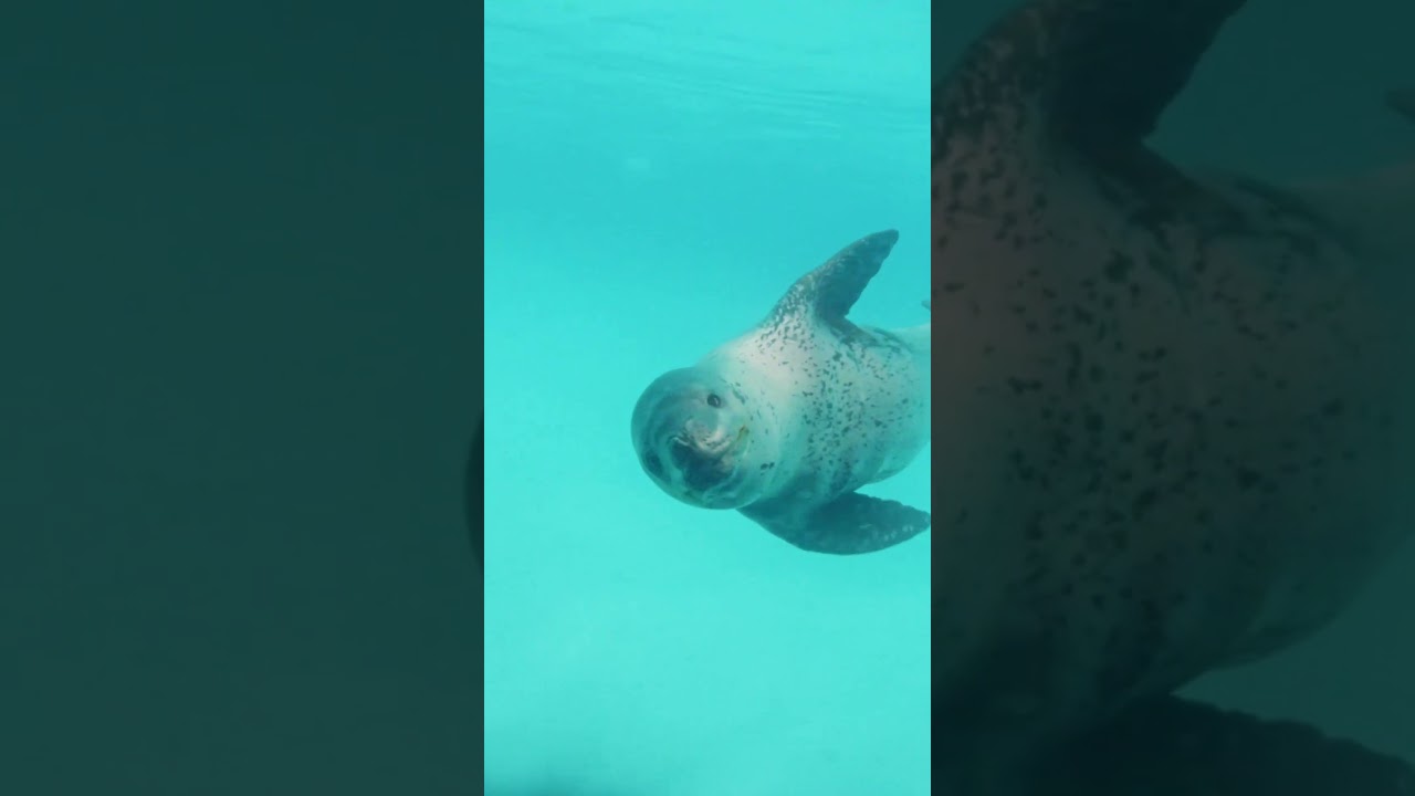 Leopard Seal - Antarctica's Formidable Hunter