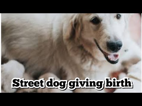 Street dog giving birth @K.kulsoom