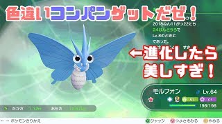 コンパン ポケットモンスター アーボック ケッキング ウソハチ コンパン ポケットモンスター アーボック ケッキング ウソハチ