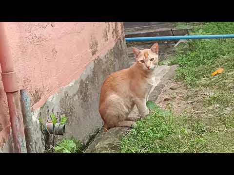 🐱🐱🐱🐱🐱🐱🐱