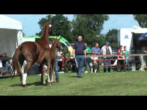 Sudweyher Fohlenschau 2012 - Kat.-Nr. 04