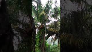 Download lagu Suara pikat burung bayan mp3