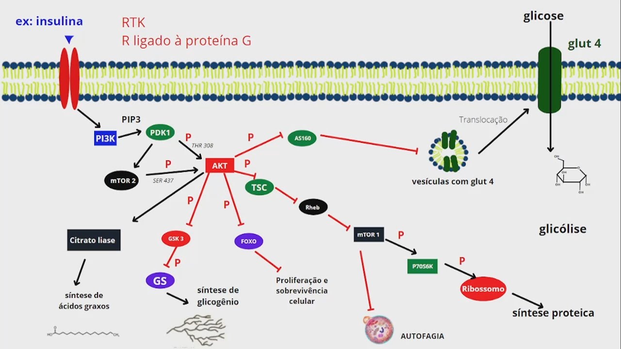 Como é a Sinalização da AKT mTOR? (câncer e hipertrofia muscular)