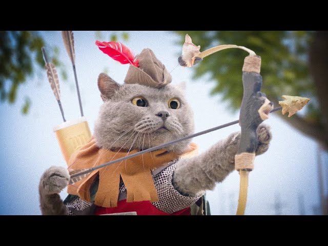 英語のCatsのビデオ発音