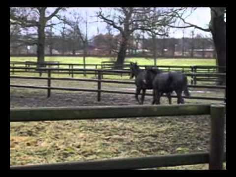 Mi Emma - Gestüt Idee - Februar 2005