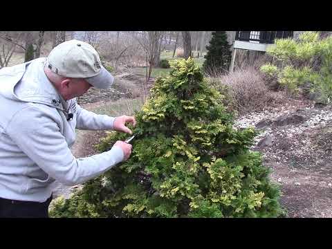How To Trim ✂ Slow Growing Conifers To Keep Them In Proportion & Compact - With a Natural Look 😍 👌